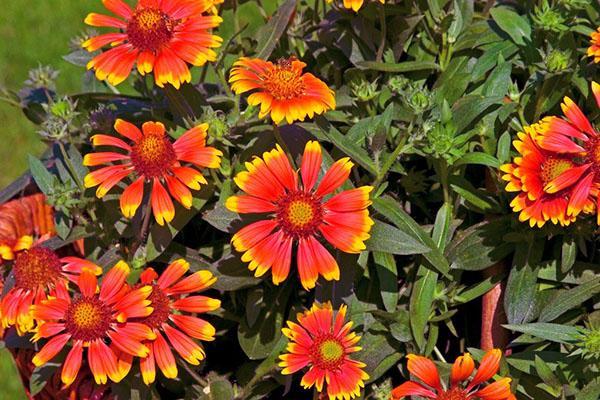 Gaillardie épineuse