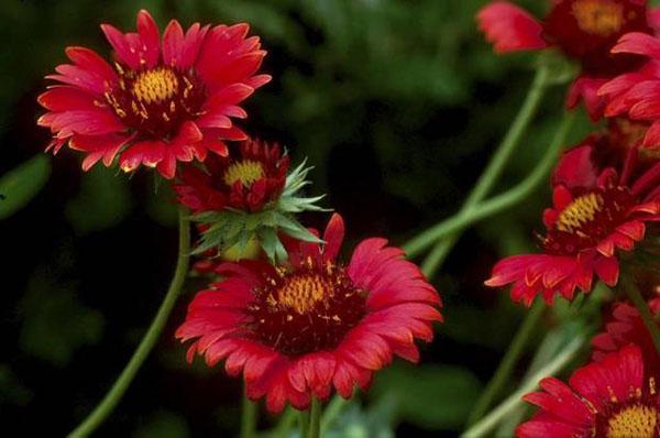 Gaillardie Bourgogne