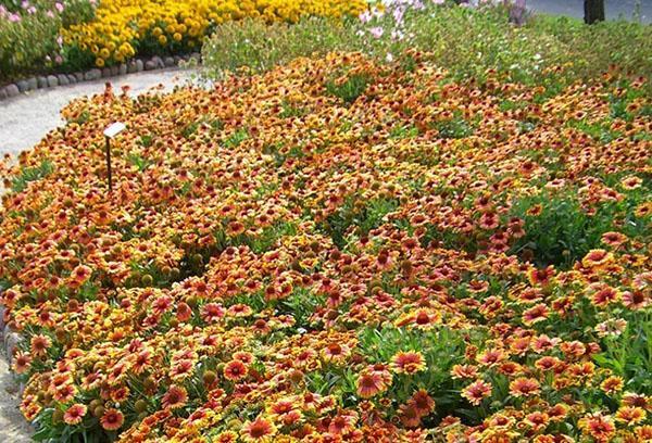 gran cortina de Gaillardia