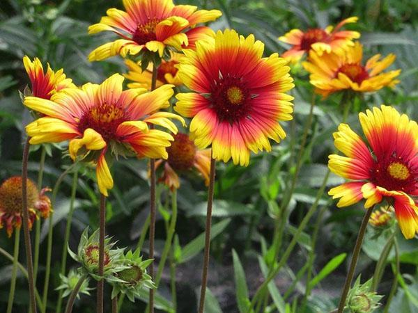 longue floraison luxuriante de Gaillardia