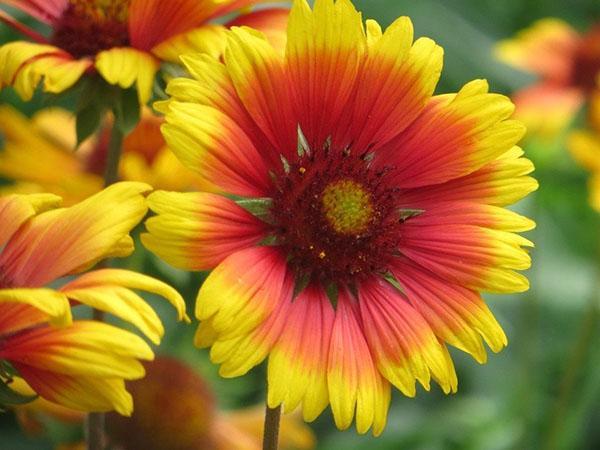 grandes flores de Gaillardia