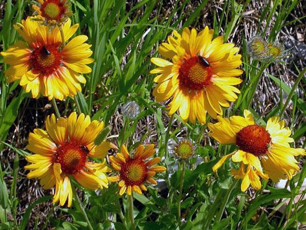 pétales de Gaillardia jaune