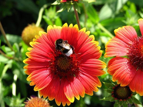 pétalos escarlata de Gaillardia