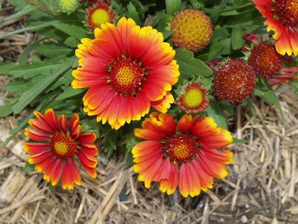 pétales de Gaillardia orange