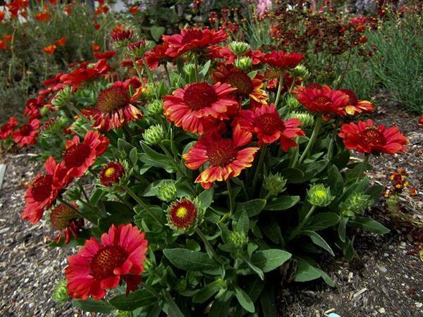 flor burdeos de Gaillardia