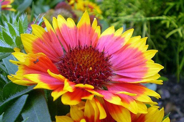 hermosa Gaillardia