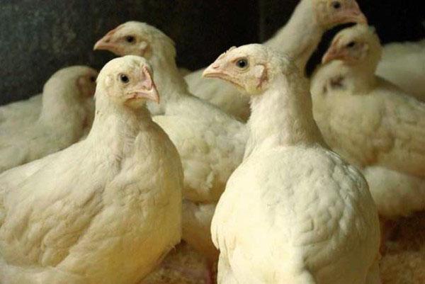 Pour le développement réussi des poulets de chair, des aliments enrichis sont nécessaires