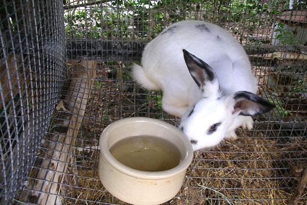 Il doit y avoir de l'eau dans la cage de l'animal.