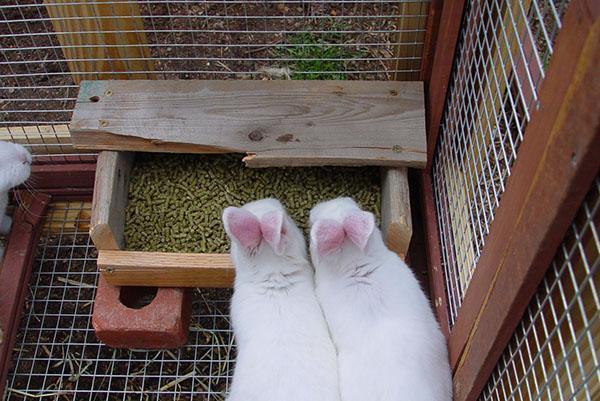Alimentación de conejos con pienso compuesto.