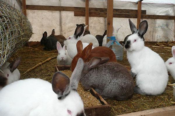 Élevage de lapins en volière