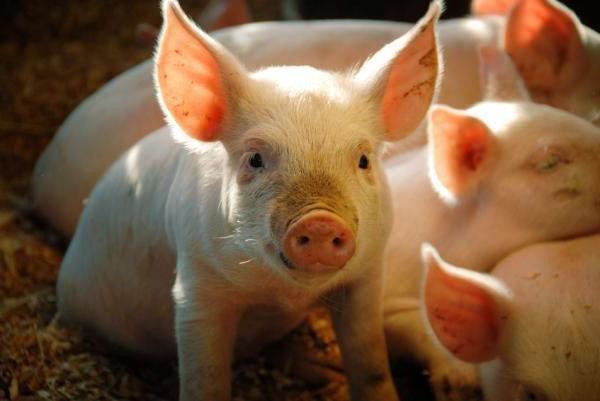 Dès les premiers jours, les porcelets reçoivent des aliments composés Starter