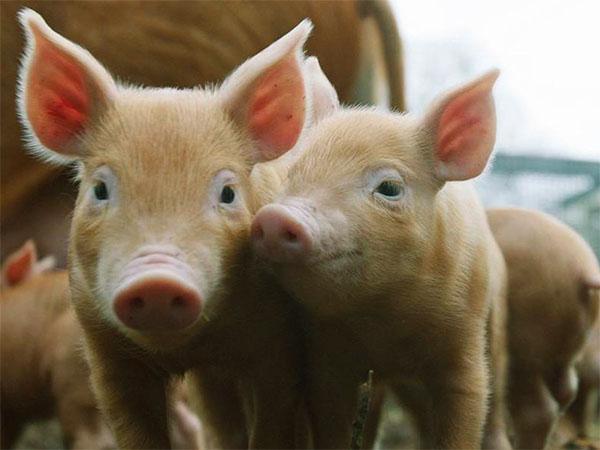 Les porcelets prennent du poids rapidement avec une bonne sélection d'aliments