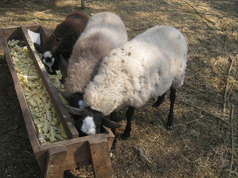 comedero para ovejas
