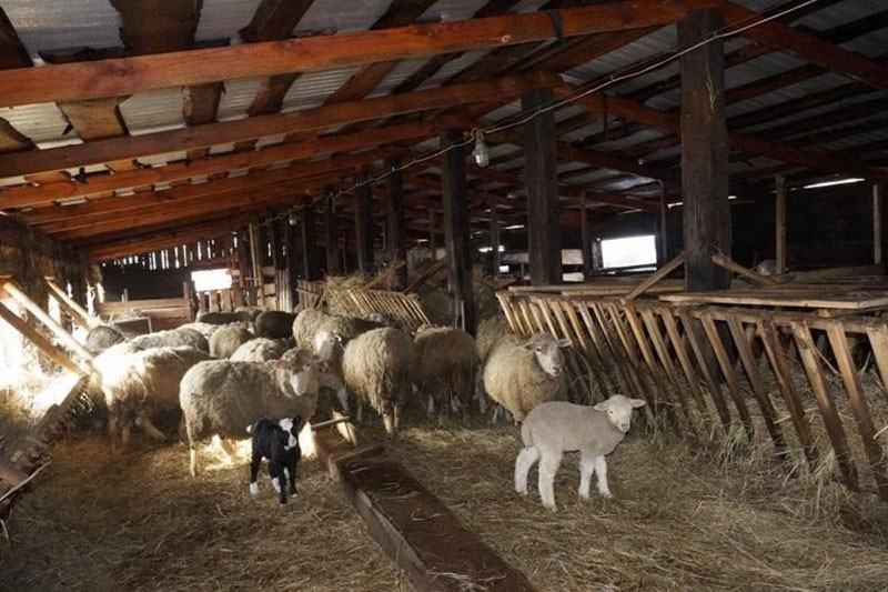tipos de apriscos