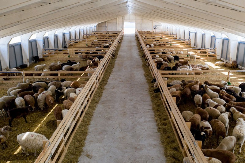 élevage de bergerie