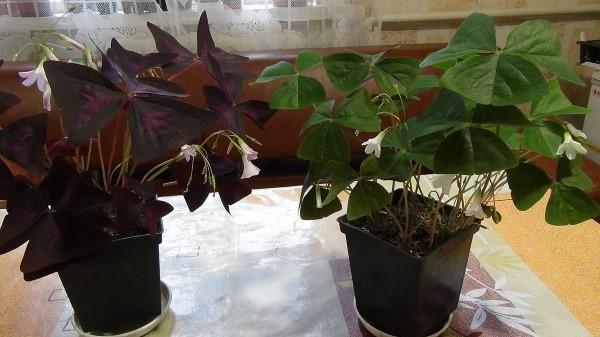 chambre oxalis