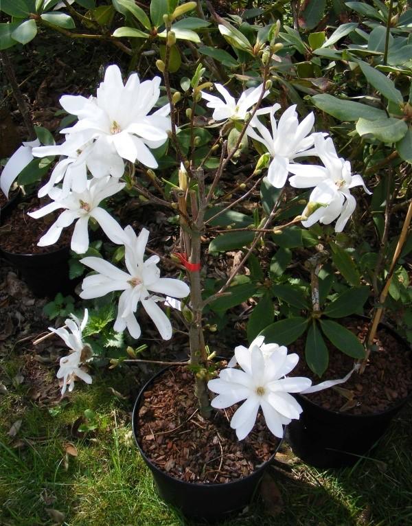 magnolia de interior