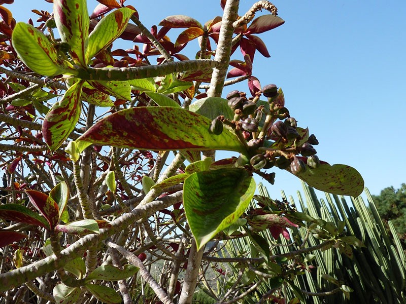 synadénium dans la nature