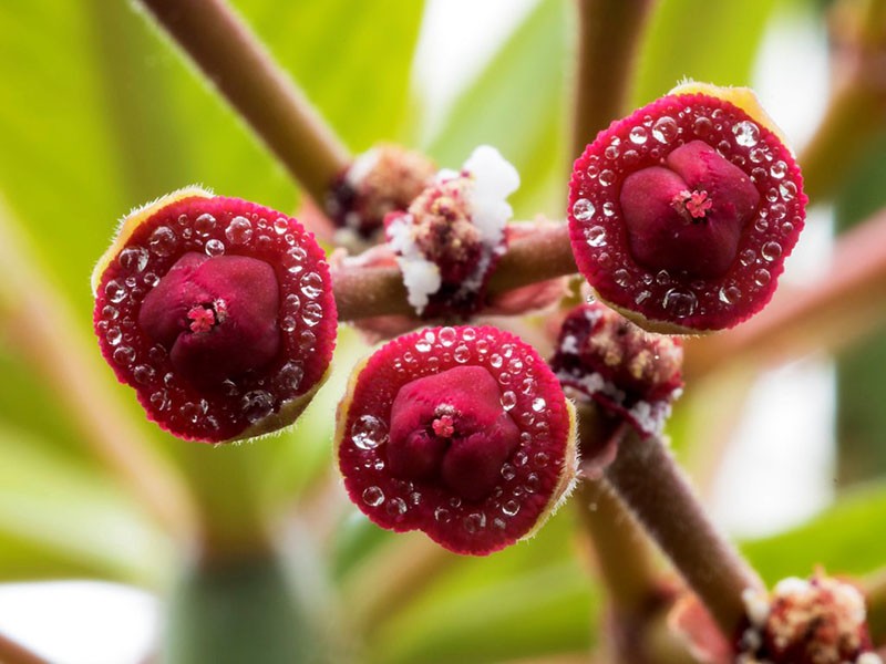 synadénium en fleurs