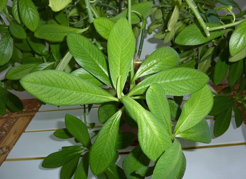 fleur d'intérieur synadénium à la maison