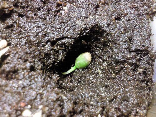 Plantar una semilla eclosionada en el suelo