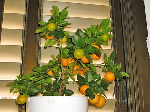 Sazonar mandarinas en casa