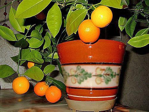 Mandarine d'intérieur fruitière