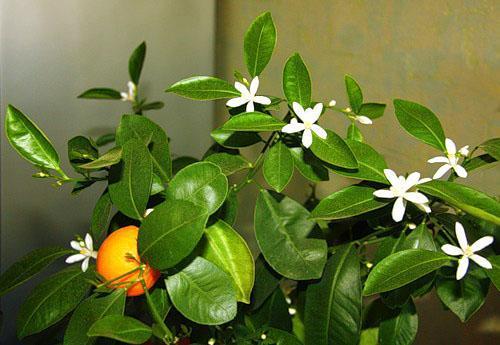 Flores de mandarina de interior