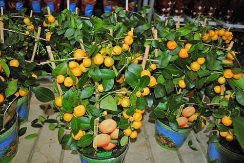 Vente de mandarine d'intérieur fructifère