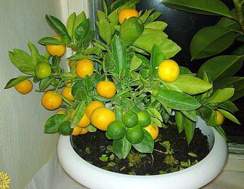 Récoltez la mandarine sur le rebord de la fenêtre
