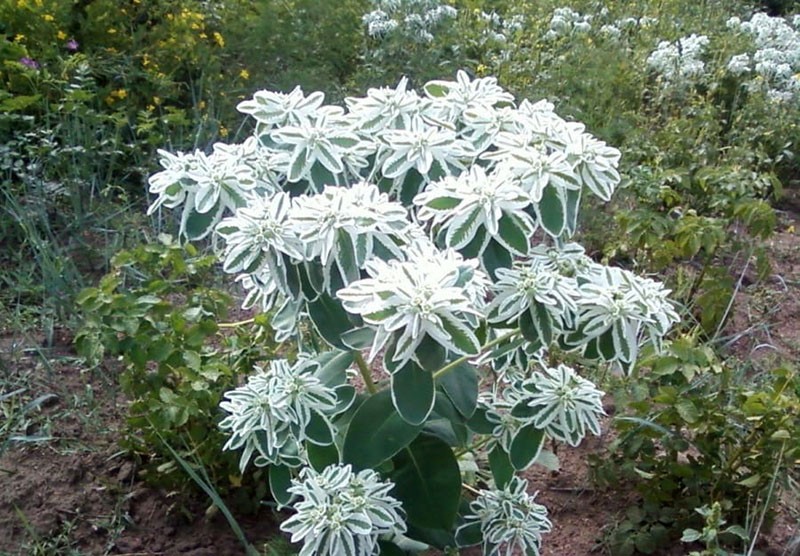 Euphorbia marginata