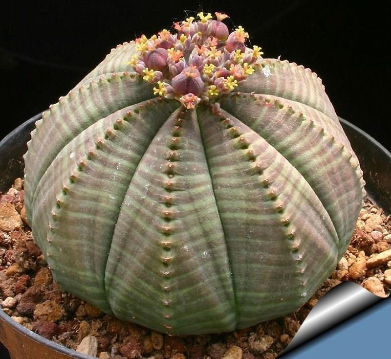 euphorbe obesa