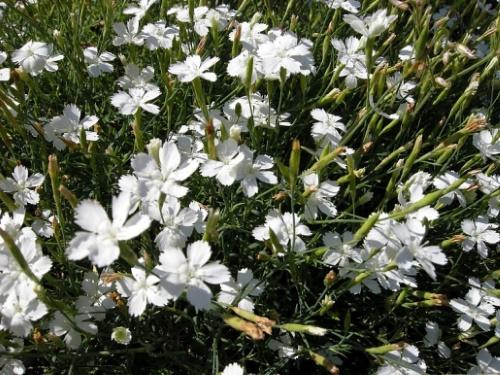 oeillet blanc