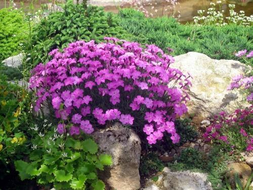 oeillet rose