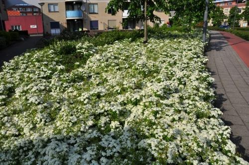 spirée en fleurs