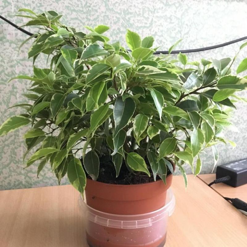 ficus coquin