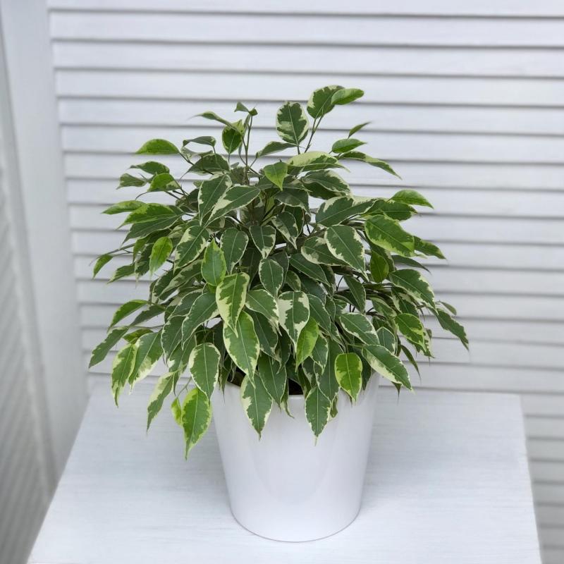 conditions de garder ficus kinky