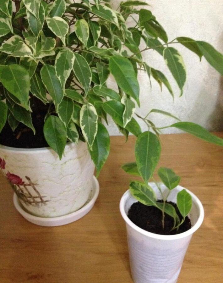 reproduction de soins à domicile ficus kinki