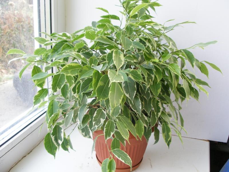 soins à domicile ficus kinki