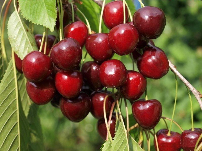 faro de la cosecha de cerezas