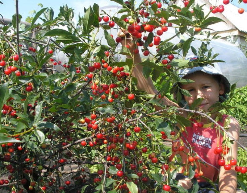 faro variedad cereza