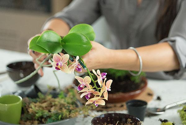 La orquídea se trasplanta a un sustrato comprado en una tienda.