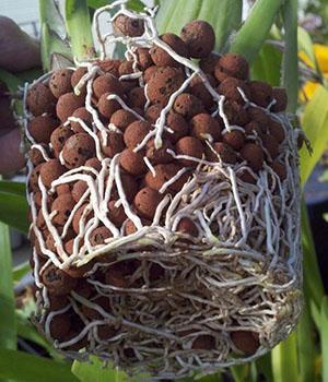 Orquídeas de raíz en arcilla expandida