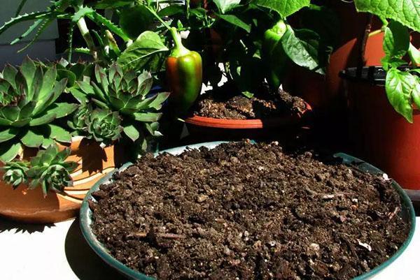 compost pour plantes en pot
