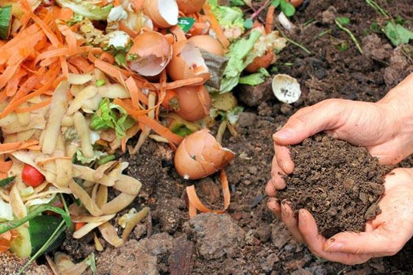 déchets alimentaires pour le compost