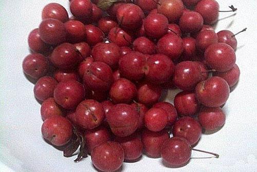 laver les prunes