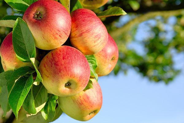 un almacén de vitaminas - una manzana