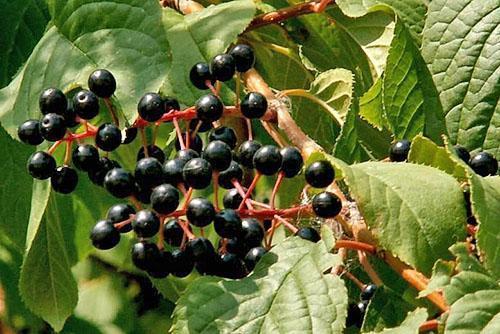 cereza pájaro negro