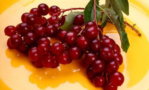 cereza pájaro rojo