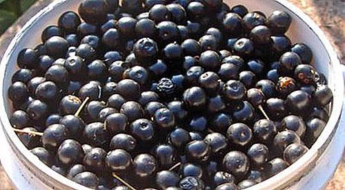ordenar las bayas de cereza de pájaro